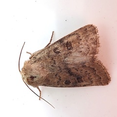 Hoplodrina octogenaria