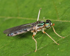 Merosargus caeruleifrons