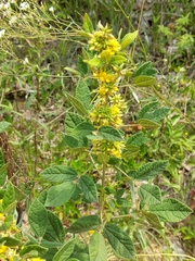 Rhynchosia tomentosa