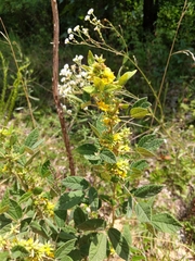 Rhynchosia tomentosa