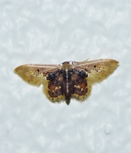 Idaea helleria