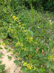 Rhynchosia tomentosa