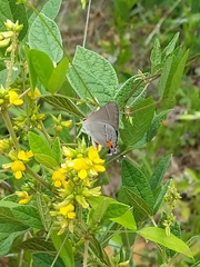 Rhynchosia tomentosa