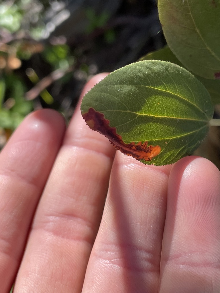 Recurvaria francisca