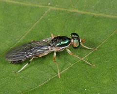 Merosargus caeruleifrons