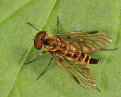 Chrysopilus fasciatus