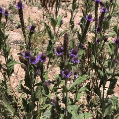 Verbena macdougalii