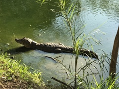 Caiman yacare