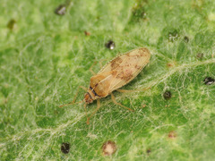 Monosteira unicostata