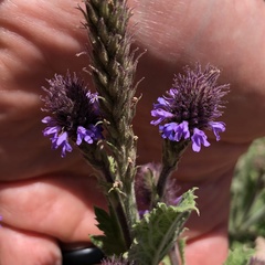Verbena macdougalii