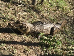 Caiman yacare