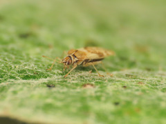 Monosteira unicostata