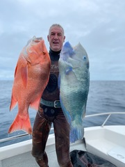 Choerodon schoenleinii