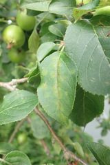 Aculus schlechtendali