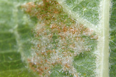 Aculus schlechtendali
