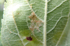 Aculus schlechtendali