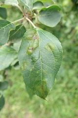 Aculus schlechtendali