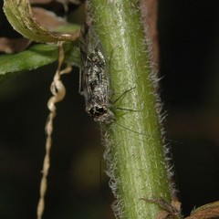 Psocomorpha