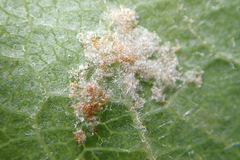 Aculus schlechtendali