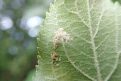 Aculus schlechtendali