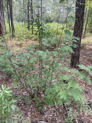 Acer rubrum rubrum
