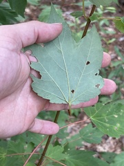 Acer rubrum rubrum