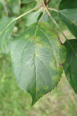 Aculus schlechtendali