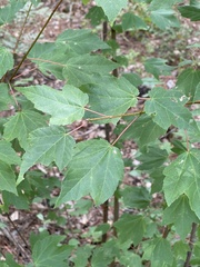 Acer rubrum rubrum