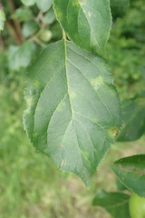 Aculus schlechtendali