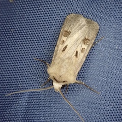 Agrotis exclamationis