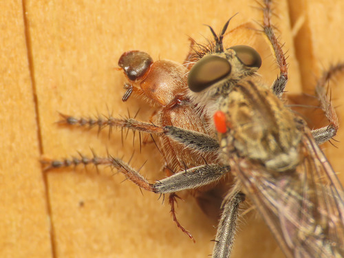 Triodontella nitidula