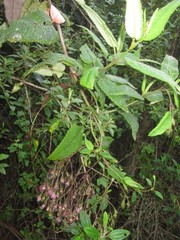 Aristeguietia glutinosa