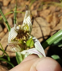 Colchicum striatum