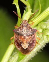 Dendrocoris humeralis