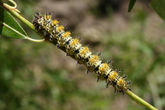 Hemileuca nevadensis