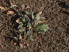 Limonium brasiliense