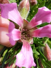 Microbotryum saponariae