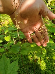 Neottia smallii