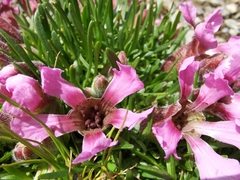 Microbotryum saponariae