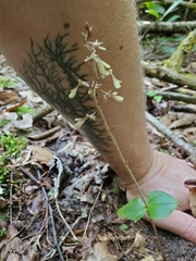 Neottia smallii