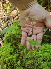 Neottia smallii