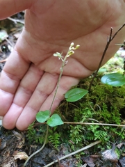 Neottia smallii