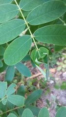Senna surattensis