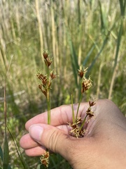 Cladium mariscoides