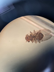 Ectopsocopsis cryptomeriae