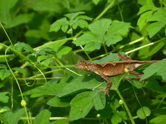 Anolis planiceps