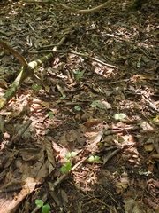 Neottia smallii