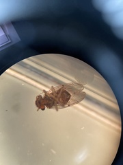 Ectopsocopsis cryptomeriae