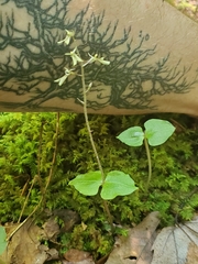 Neottia smallii