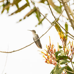 Talaphorus chlorocercus